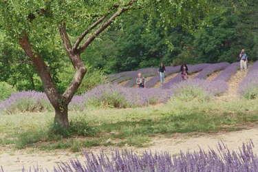 Baum im Lavendelfeld, auf dem Gelände der Abbaye Senanque, Provence, Frankreich, 1999